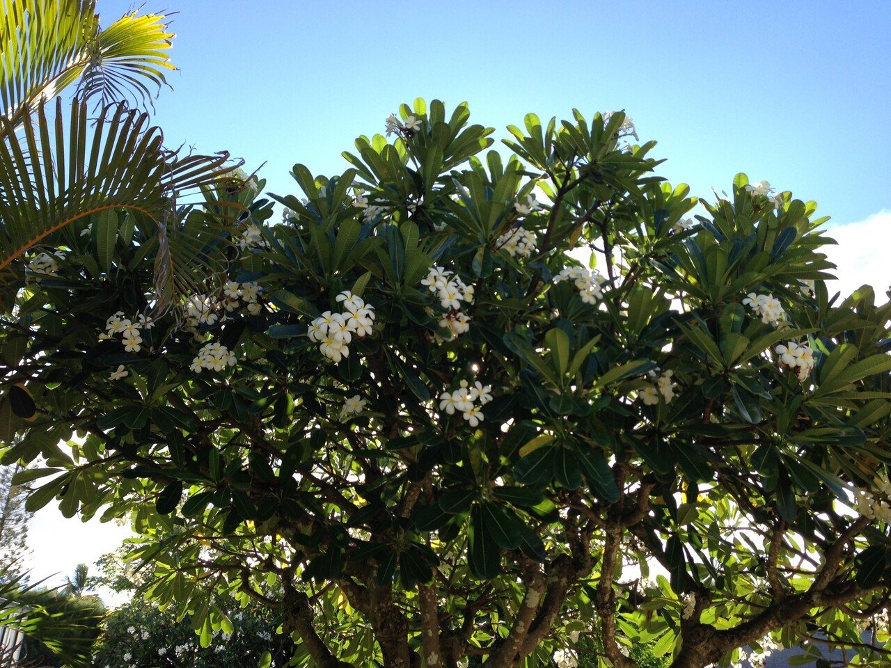 南国の花 南国には 色鮮やかな花 鳥 虫などが多く生息していますね 街中でこんな美しい花 が普通に咲いているってすごい 抜けるような青空に クッキリと映える木々や花々 ぼーっと眺めているだけで 得した気 ゆる波暮らし Note