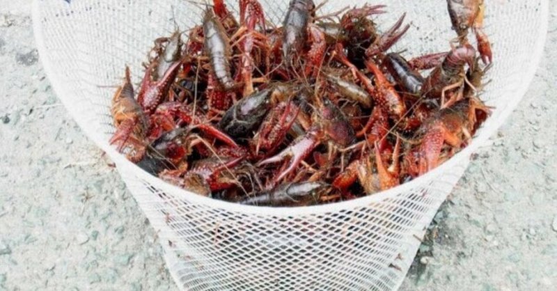 アメリカザリガニはもう飼えない 問題点と活用方法 平野 薫 Note