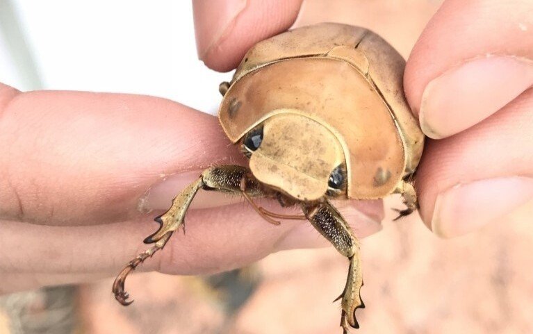 34【つぶらな瞳】 写真はオスモウサンコガネという昆虫です🌿(^ｰ