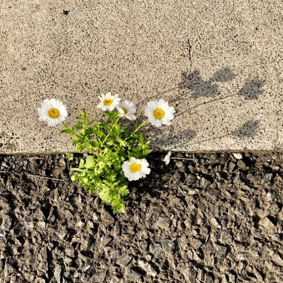 アスファルトに咲く花に生きる意味があるかは分からないけれど それをみて何かを感じる人はいる 清水裕也 元競輪選手の音楽p Note アスファルトに咲く花に生きる意味があるかは分からないけれど それをみて何かを感じる人はいる 清水裕也 元競輪選手の音楽p Note