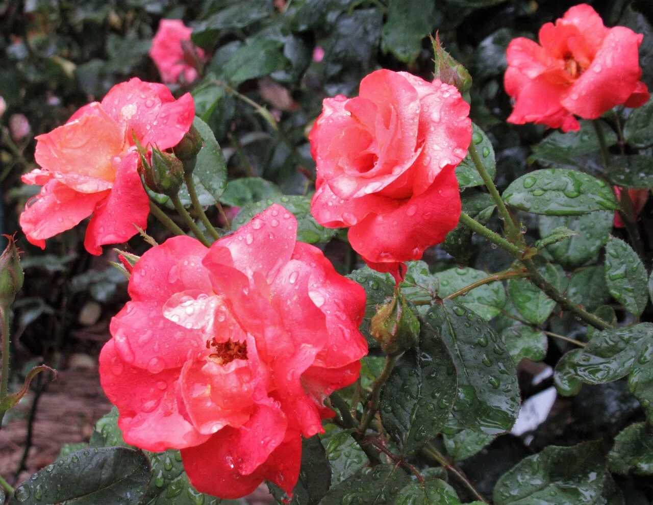 令和3年7月7日（水） 二番花は満開です。この後は秋のバラ開花準備に