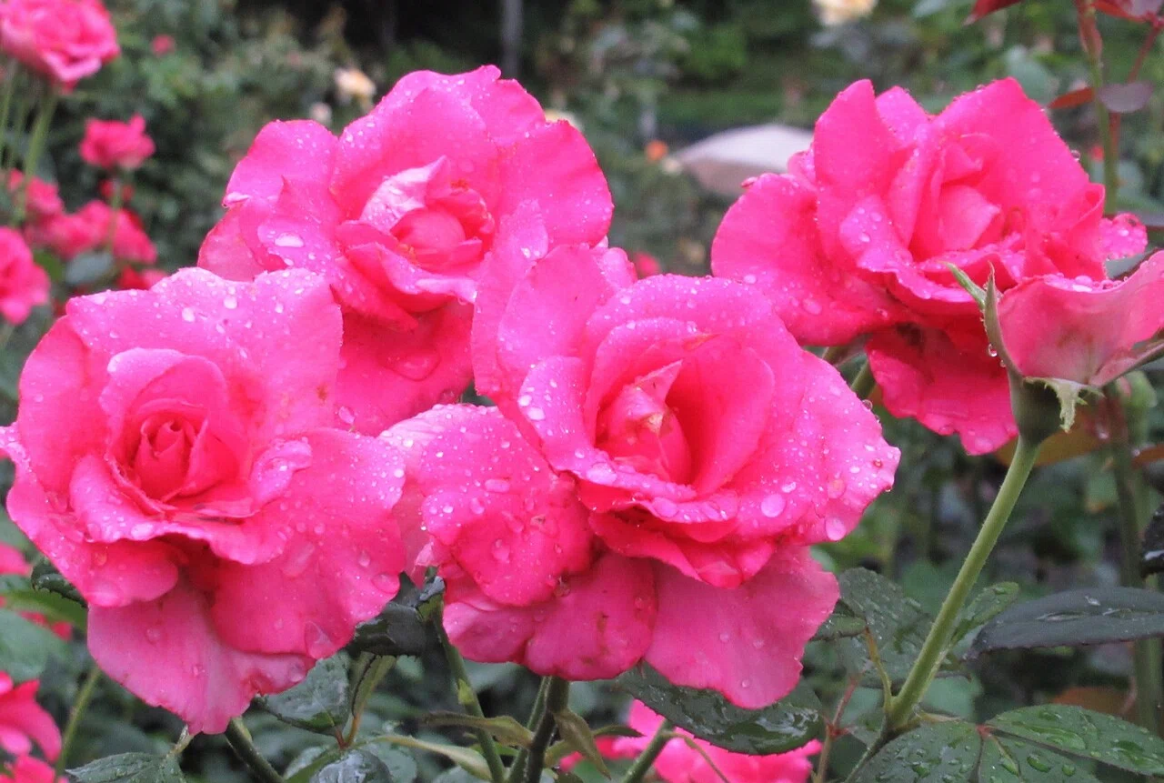 令和3年7月7日（水） 二番花は満開です。この後は秋のバラ開花準備に