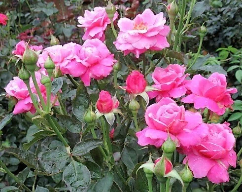 令和3年7月7日（水） 二番花は満開です。この後は秋のバラ開花準備に