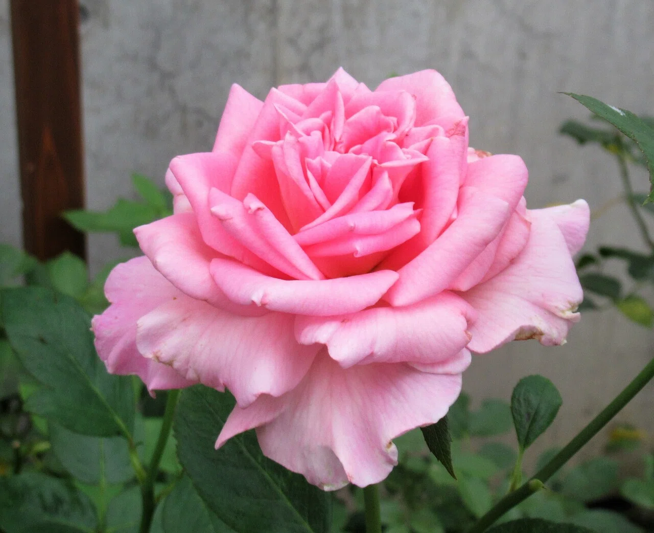 令和3年7月7日（水） 二番花は満開です。この後は秋のバラ開花準備に
