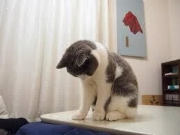 負けた猫