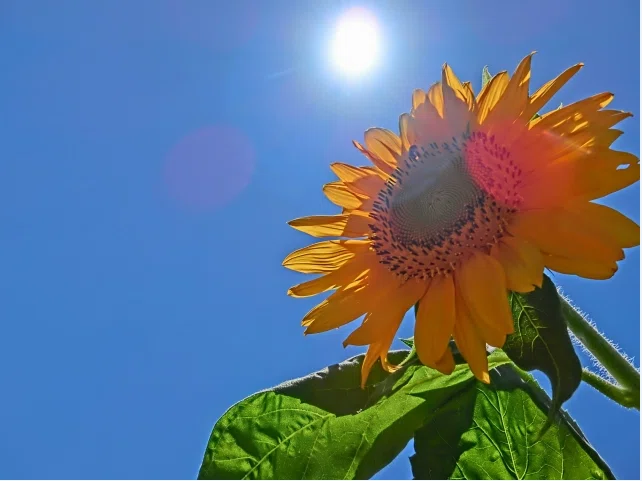 太陽とひまわり