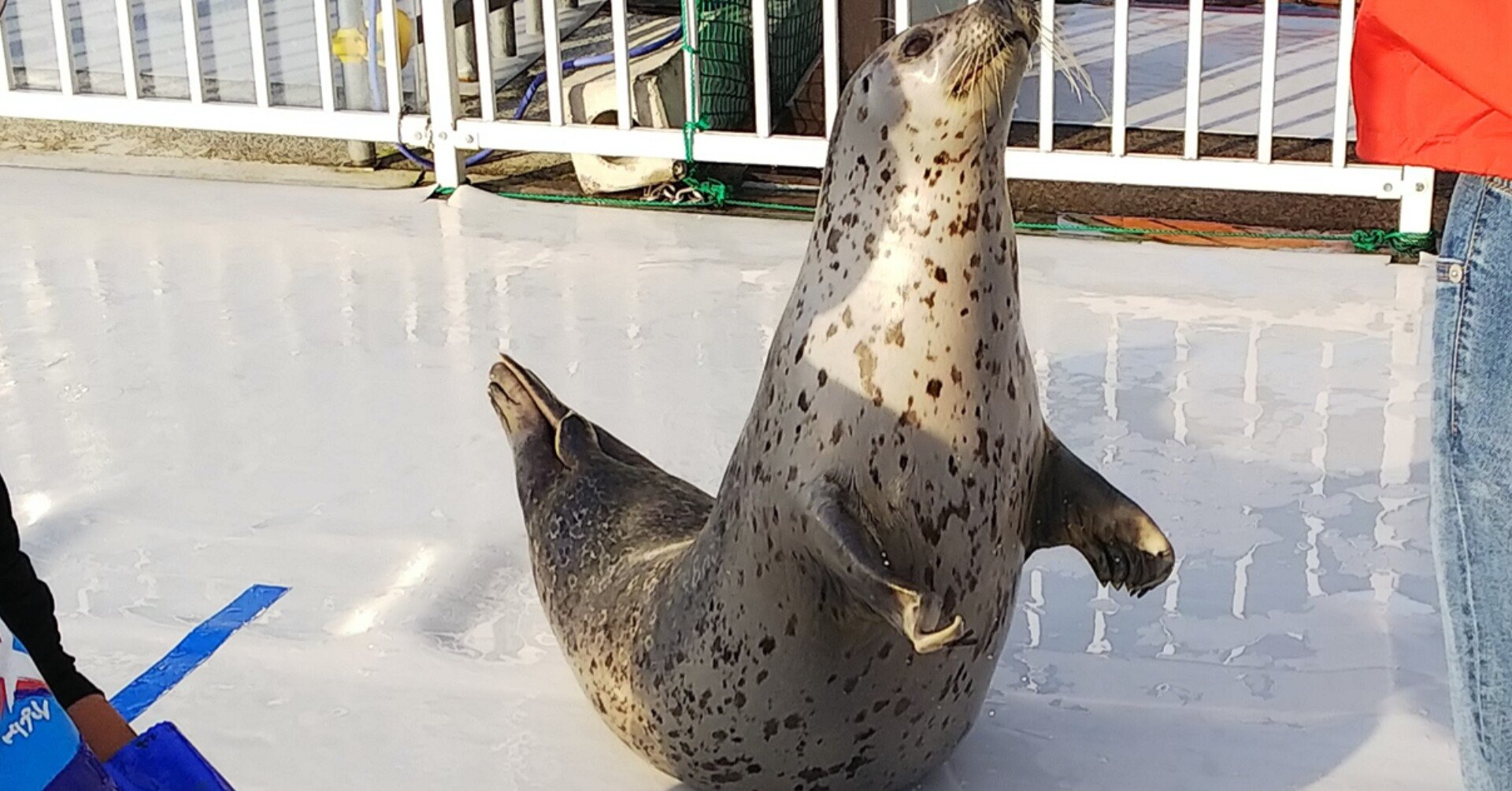 あざらしに触れる！ゴマちゃんランドの紹介｜果穂