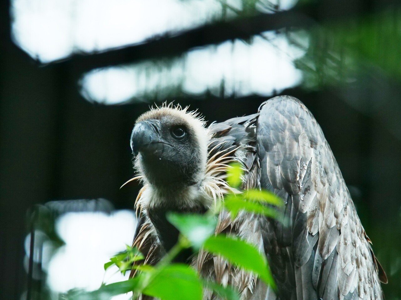 動物園フォトのススメ Koyoko デザイナー Note