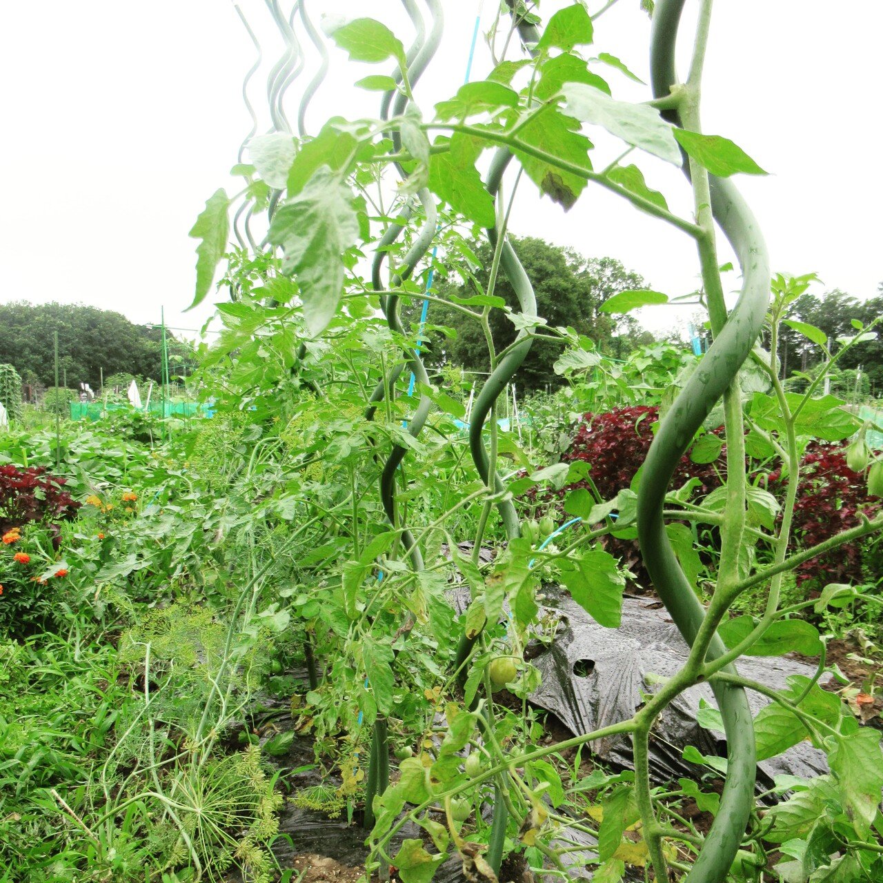 こんにちは ミニトマトは誘引の手間を省くために らせん状支柱にしました サカタニミホ Note こんにちは ミニトマトは誘引の手間を省くために らせん状支柱にしました サカタニミホ Note