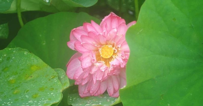 もうひとりの自分 の新着タグ記事一覧 Note つくる つながる とどける