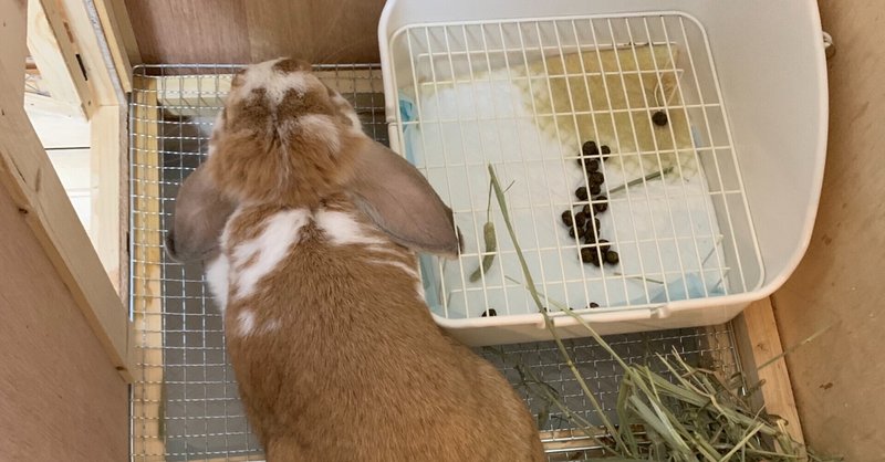 うさぎのしつけ ラビハ Note