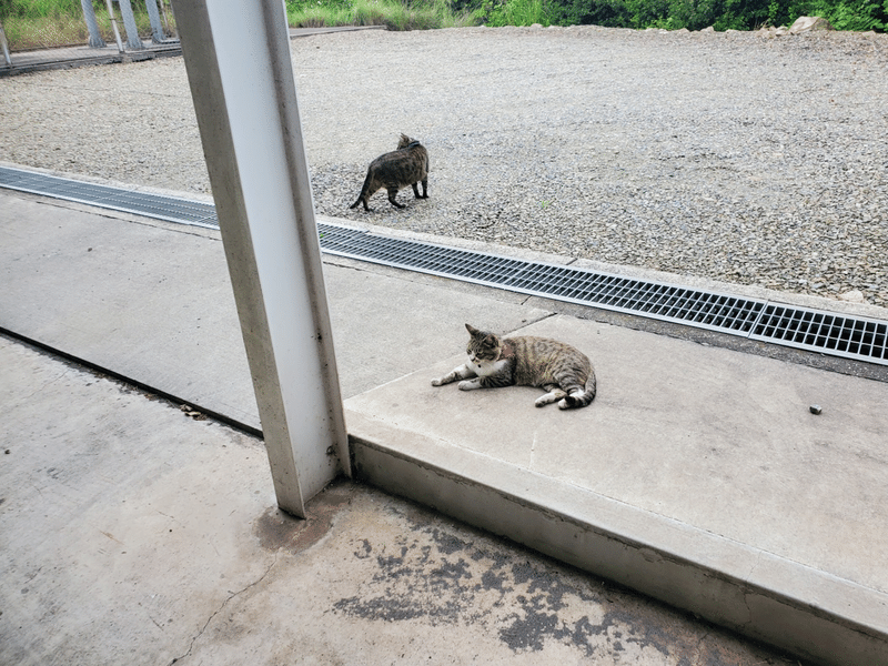 たかの巣カフェ 外観 ネコ
