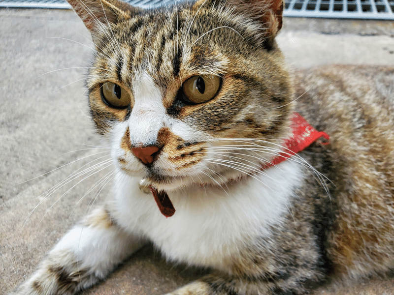 たかの巣カフェ　外観　ネコ