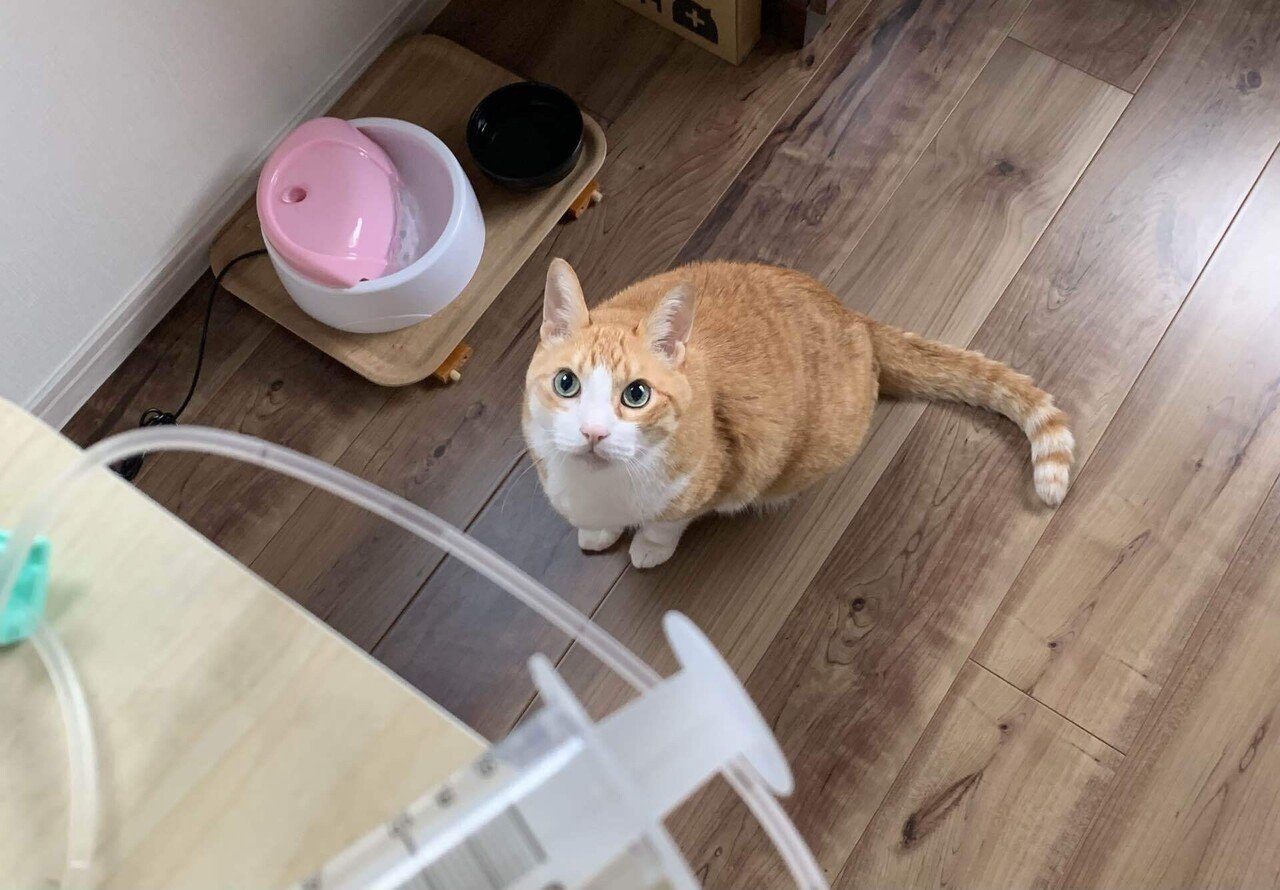 今朝は新しい点滴バッグを開けた その間 ぷー は近くで待っていた 今日も大人しく 一人で出来た 猫 12時間ごと 自宅点滴 慢性腎不全 末期 Ropa Note 今朝は新しい点滴バッグを開けた その間 ぷー は近くで待っていた 今日も大人しく 一人で出来た 猫 12時間ごと 自宅点滴 慢性腎不全 末期 Ropa Note