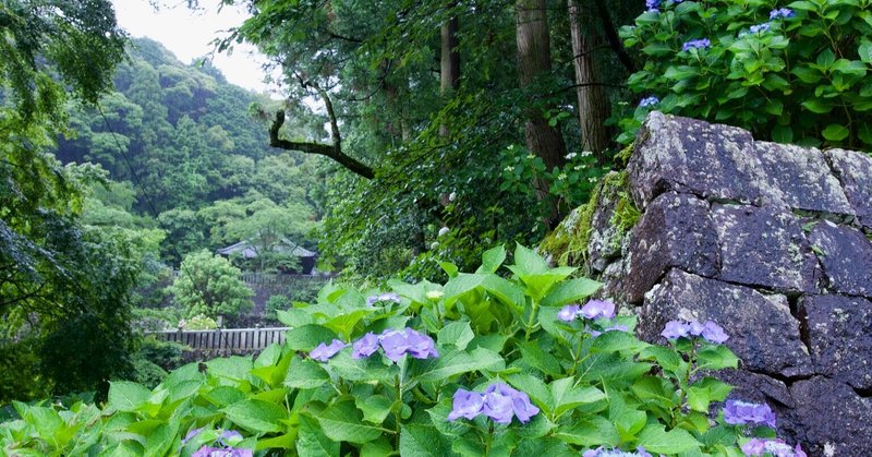 雨の惣河内神社　山アジサイ編　〜愛媛写録〜