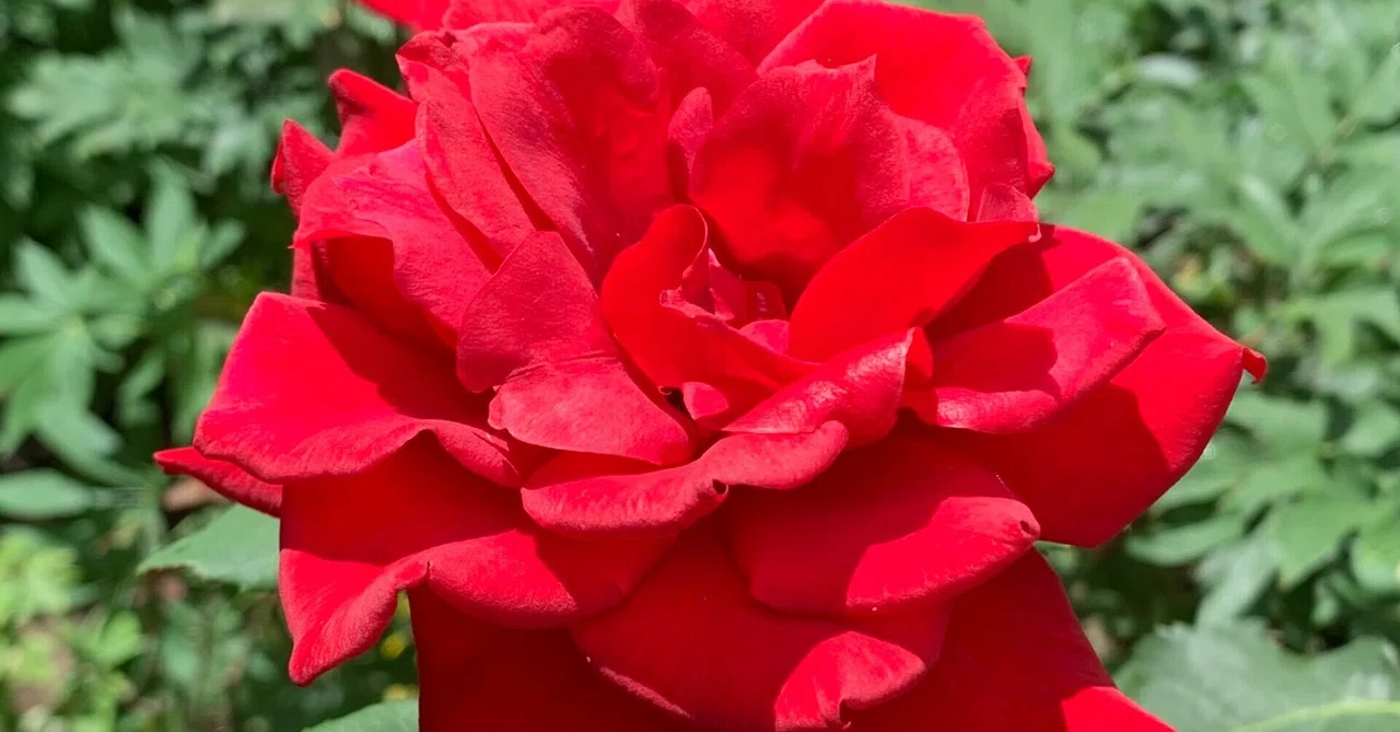 In Search of Red. (Thoughts on the stage play 