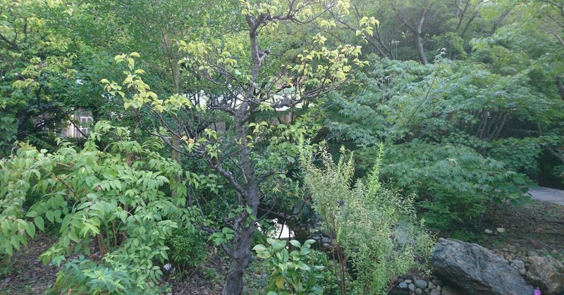 雑木の庭の暮らし　里山の緑の空間でくつろいだライフスタイル！