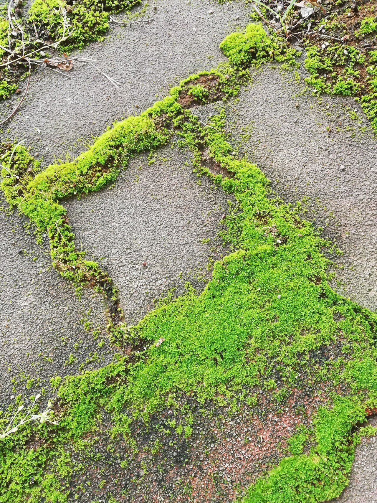 絵に書いたような白い雲と綺麗な苔 Yamato Note