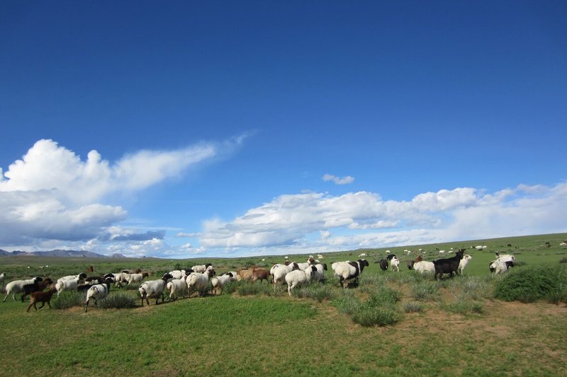 11モンゴル草原