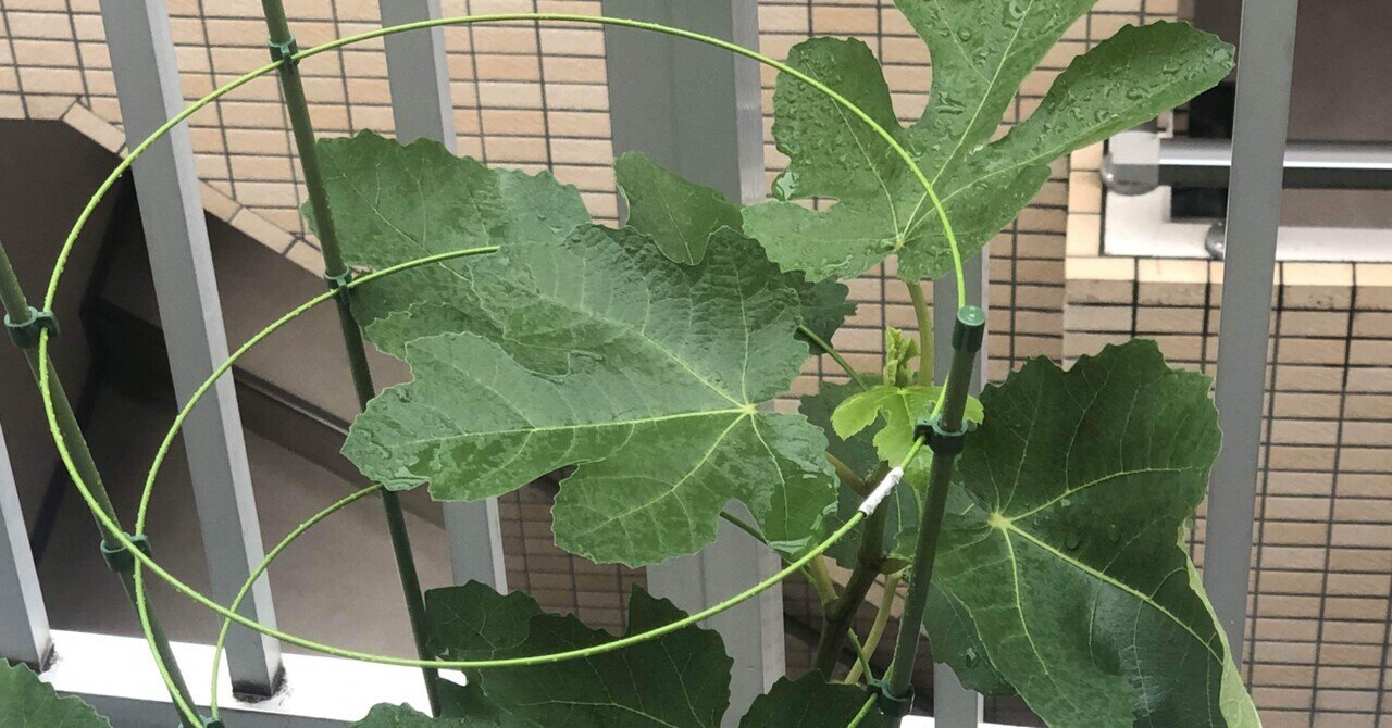 イチジクへの過保護 Yuukee Note イチジクへの過保護 Yuukee Note