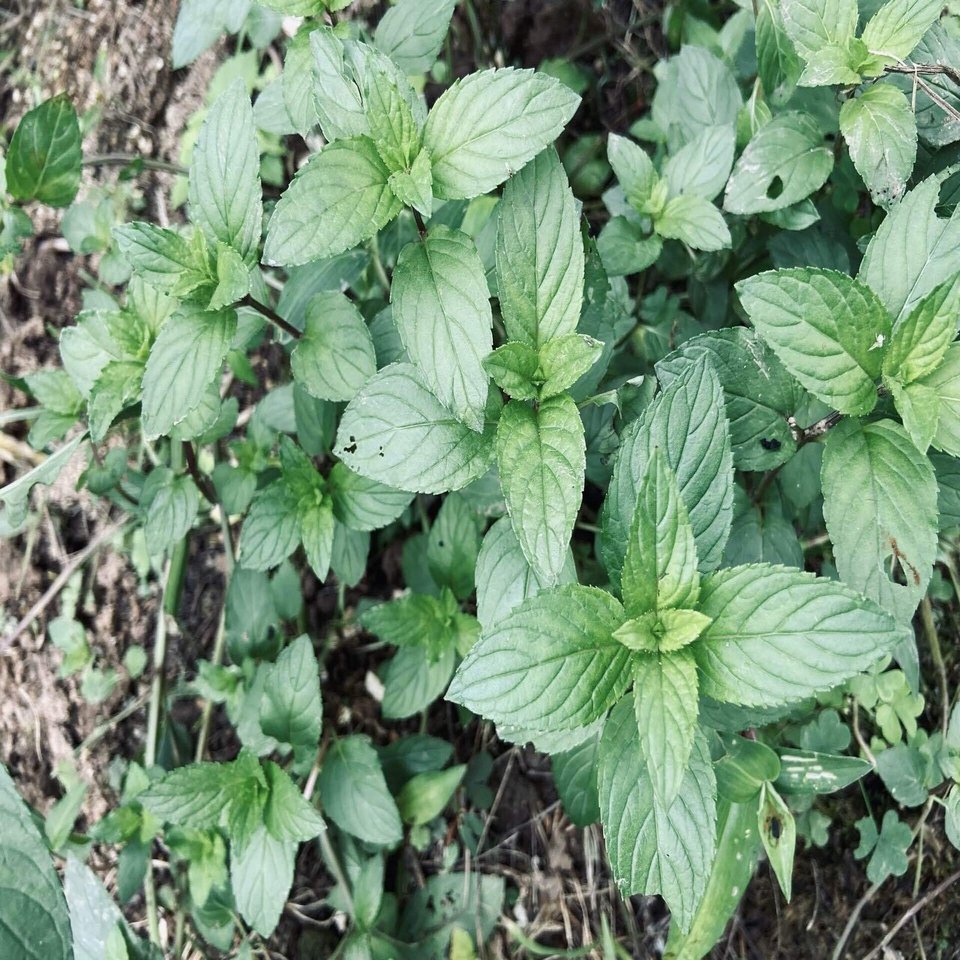 ミントはしっかり収穫 ミントを大量消費する方法3つ ケアアイテム編 ころのにわ 自然菜園 Note