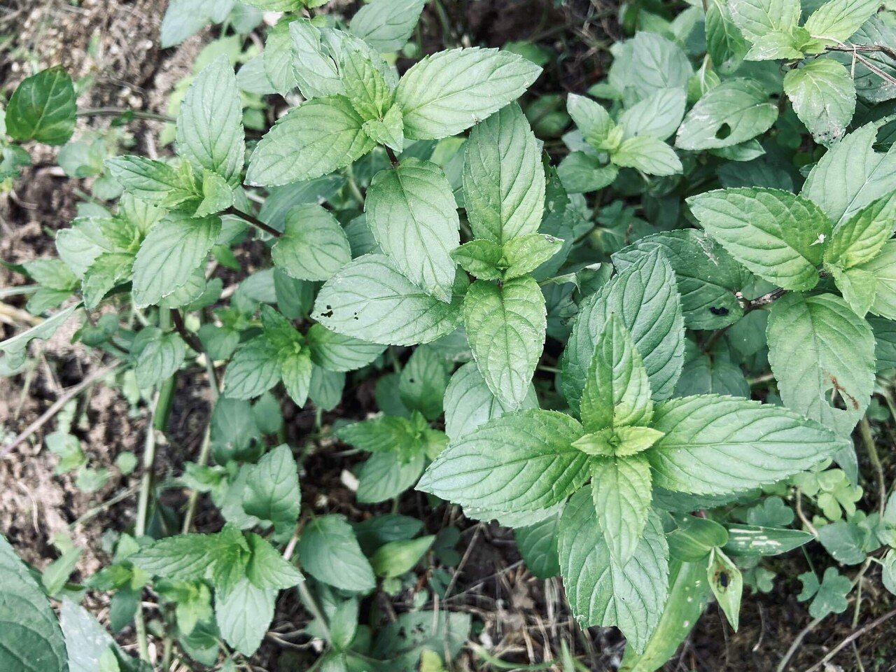ミントはしっかり収穫 ミントを大量消費する方法3つ ケアアイテム編 ころのにわ 自然菜園 Note ミントはしっかり収穫 ミントを大量消費する方法3つ ケアアイテム編 ころのにわ 自然菜園 Note