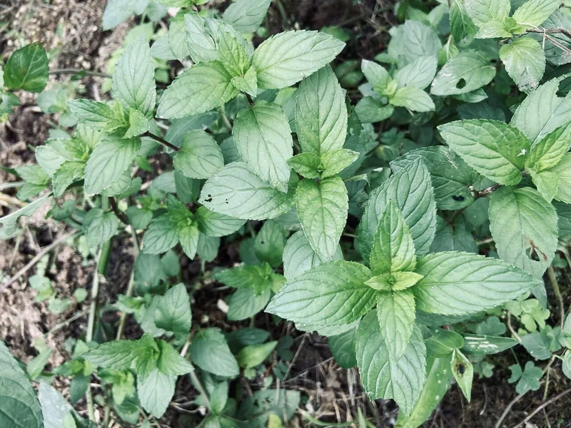 ミントはしっかり収穫 ミントを大量消費する方法3つ ケアアイテム編 ころの庭自然菜園ーハーブやアロマもー Note