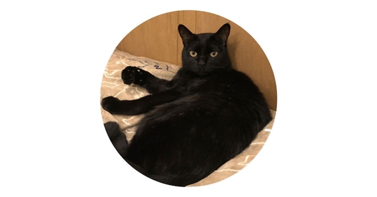 本と猫を愛する会社員のリアルな書店開業記 井上理津子 協力 安村正也 夢の猫本屋ができるまで Cat S Meow Books 1 Hb ホーム社文芸図書webサイト 本と猫を愛する会社員のリアルな書店開業記 井上理津子 協力 安村正也 夢の猫本屋ができるまで Cat S Meow Books 1 Hb ホーム社文芸図書webサイト