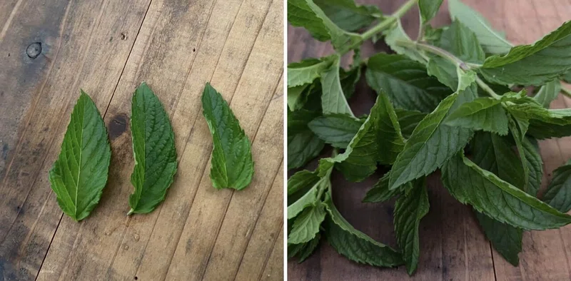 ミントはしっかり収穫 ミントを大量消費する方法3つ ケアアイテム編 ころの庭自然菜園ーハーブやアロマもー Note