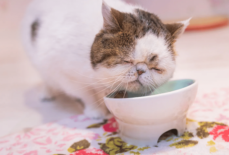 ねこ　食事　寝る