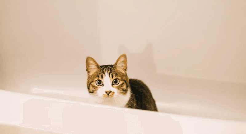 猫　お風呂