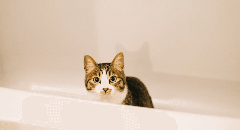 猫 お風呂