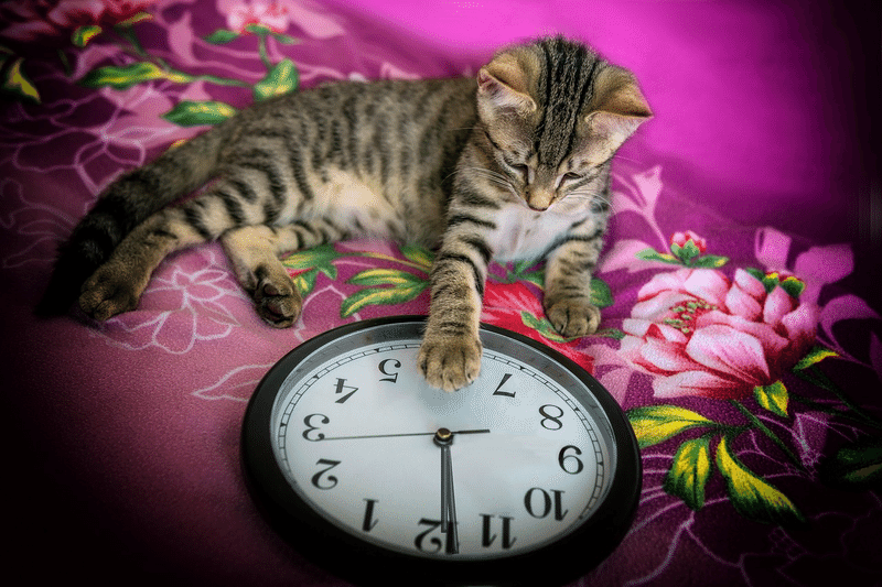 猫 時計