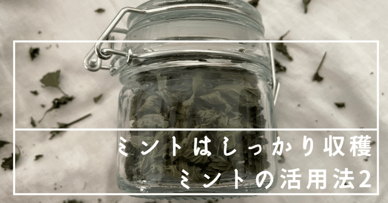 ミントはしっかり収穫 ミントを大量消費する方法3つ ケアアイテム編 ころの庭自然菜園ーハーブやアロマもー Note
