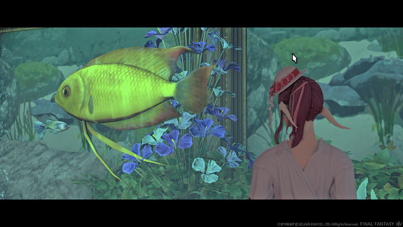 Ff14 鮮やかな魚たちに魅せられるff14淡水魚水族館 Elementaldc Typhen Ff14ハウス探訪 Note