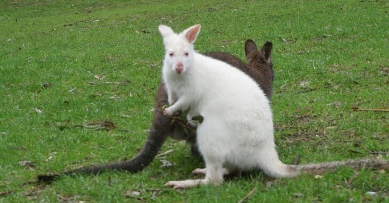 オーストラリアでしか見られない珍しいホワイトカンガルーとは 旅好きハッシー Note オーストラリアでしか見られない珍しいホワイトカンガルーとは 旅好きハッシー Note