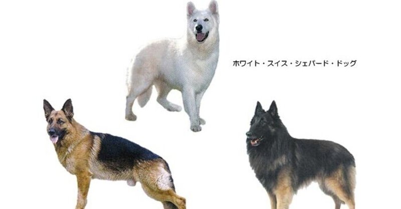 シェパード の新着タグ記事一覧 Note つくる つながる とどける