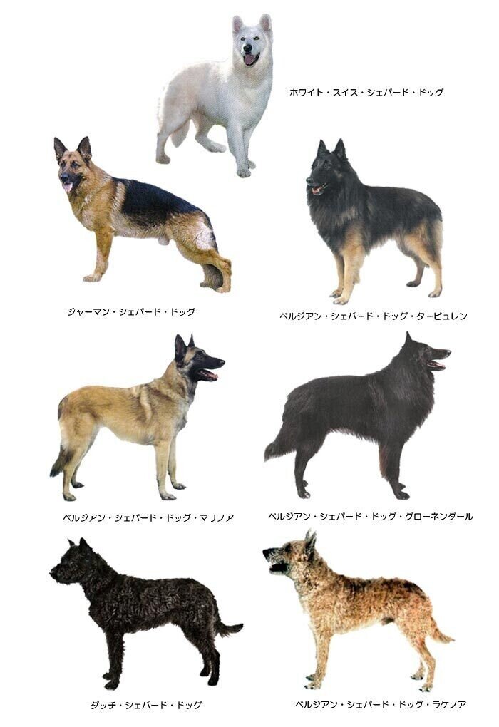 災害救助犬 シェパードと言う犬 おーじろー Note 災害救助犬 シェパードと言う犬 おーじろー Note