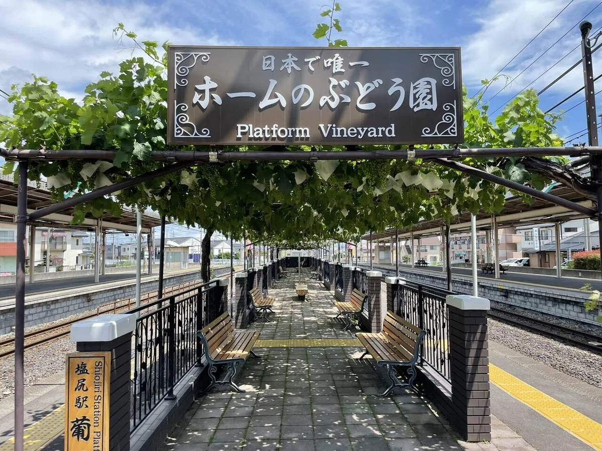 画像8