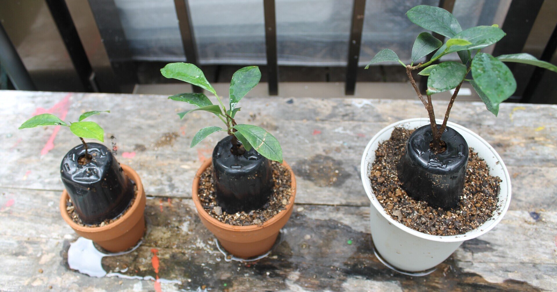 挿し木ガジュマルの根を太くする 21 7 11 Nakada Shugo Note 挿し木ガジュマルの根を太くする 21 7 11 Nakada Shugo Note