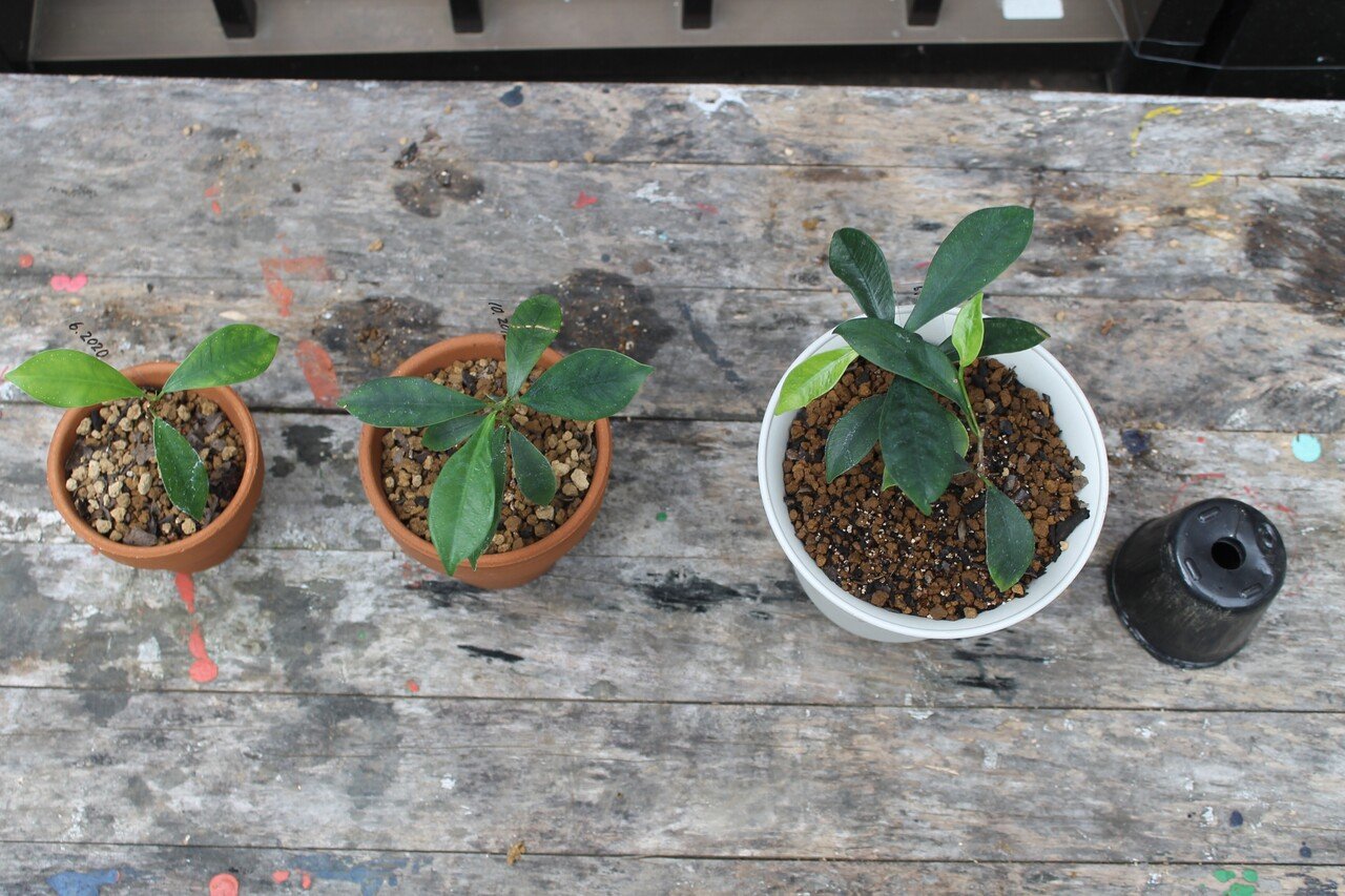 挿し木ガジュマルの根を太くする 21 7 11 Nakada Shugo Note 挿し木ガジュマルの根を太くする 21 7 11 Nakada Shugo Note