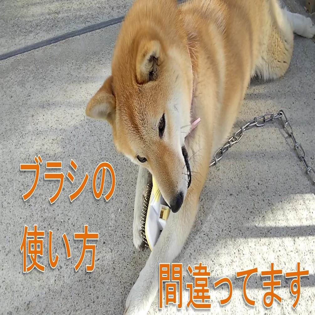 ブラッシング ブラシの使い方を間違う柴犬あい 犬山翔太 Note