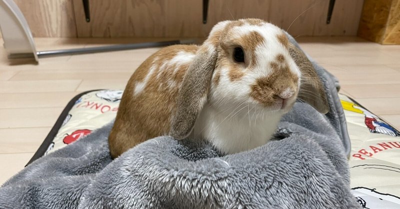 うさぎのしつけ の新着タグ記事一覧 Note つくる つながる とどける