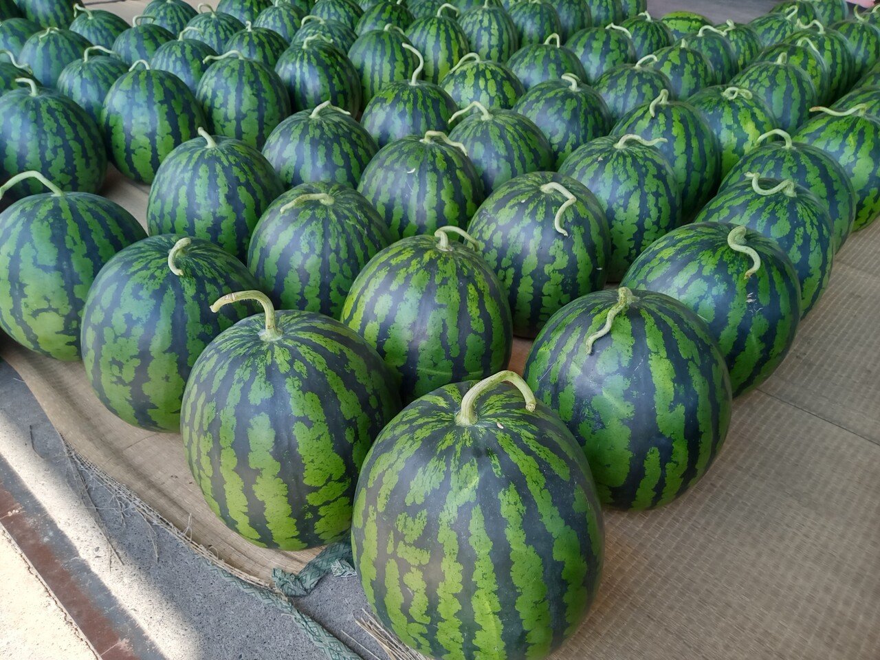 Suika スイカ すいか Kaka Note