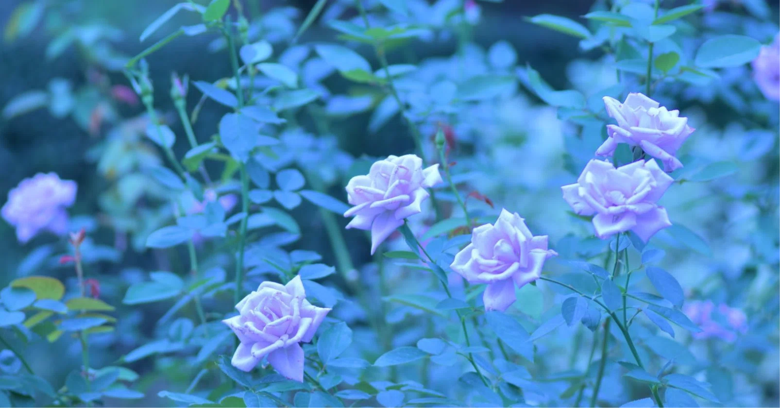 49.「不可能」から「夢叶う」へ。青い薔薇の花言葉｜松井沙帆