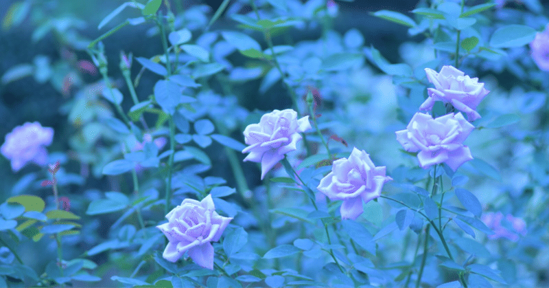 不可能 から 夢叶う へ 青い薔薇の花言葉 松井沙帆 Note