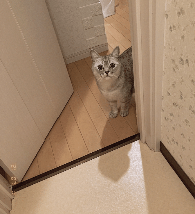 愛猫 Azusa Note