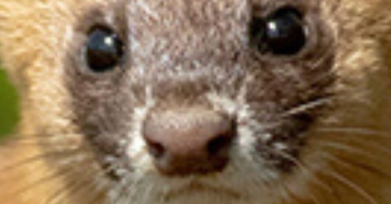 イタチ害獣 の新着タグ記事一覧 Note つくる つながる とどける