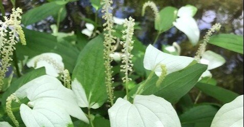 大人】植物観察からゲーテの認識論へ2｜神戸シュタイナーハウス