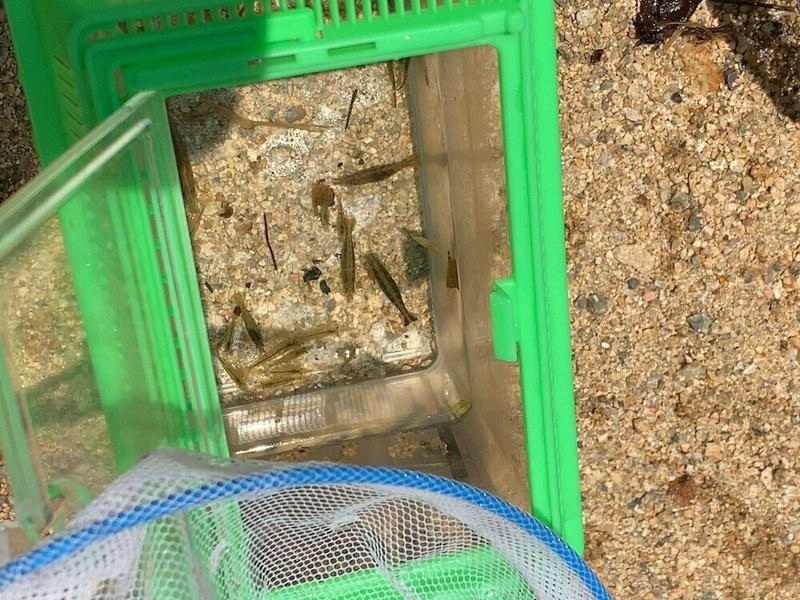 芦屋川でエビとカニを捕まえた ごろ にゃ 放射線科医 画像診断医 Note 芦屋川でエビとカニを捕まえた ごろ にゃ 放射線科医 画像診断医 Note